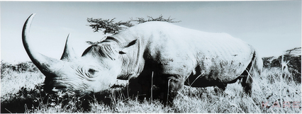 Picture Glass Rhino 60x160cm