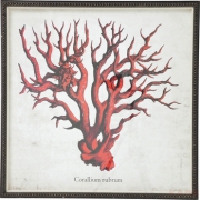 Picture Frame Coral Red 96x96cm
