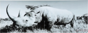 Picture Glass Rhino 60x160cm